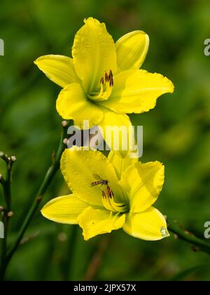 Fiori di tromba gialli verdi della fioritura estiva giglio duro giorno, Hemerocallis 'Green Flutter' Foto Stock