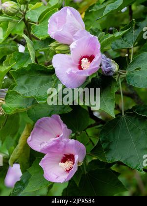 Fiori lilla di fine estate dell'arbusto duro deciduo, Hibiscus sinosyriacus 'Lilac Queen' Foto Stock