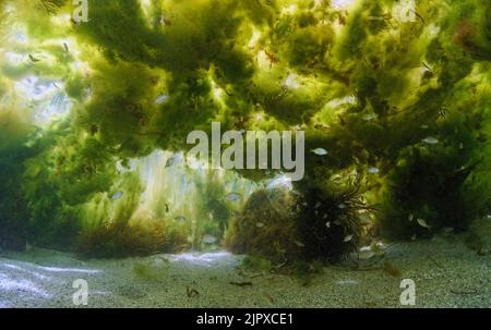 Sott'acqua la crescita di alghe filamentose con piccoli pesci nell'oceano, Atlantico, Spagna Foto Stock