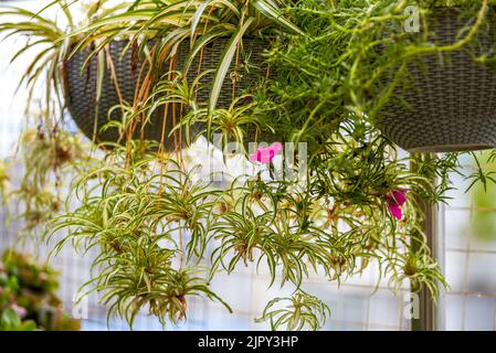 Piante verdi e lussureggianti in vaso nel giardino Foto Stock