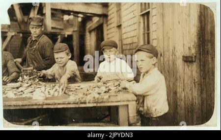 Tre giovani tagliatori che lavorano in Seacoast Canning Co., Factory -4. Da 10 a 12 anni. Lavorare regolarmente. Foto Stock