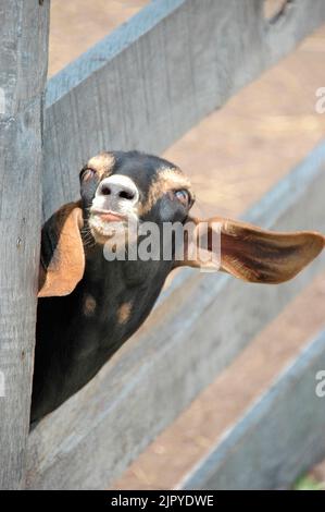 Caprini in una fattoria con lunghe orecchie Foto Stock