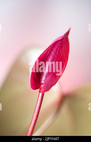 fiore rosso scuro di antanio, conosciuto anche come fiore di coda, fenicottero e laceleaf, fiore a forma di lacrima preso in profondità di campo poco profonda, sfondo sfocato Foto Stock