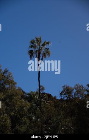 Palms Palm Valley NT Foto Stock