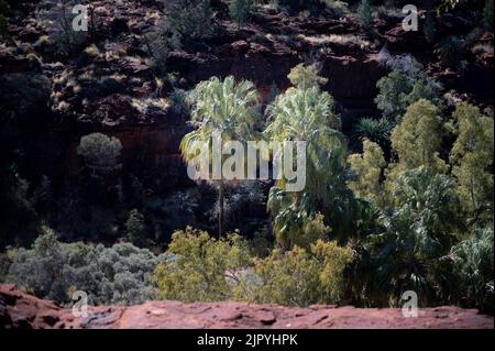 Palms Palm Valley NT Foto Stock