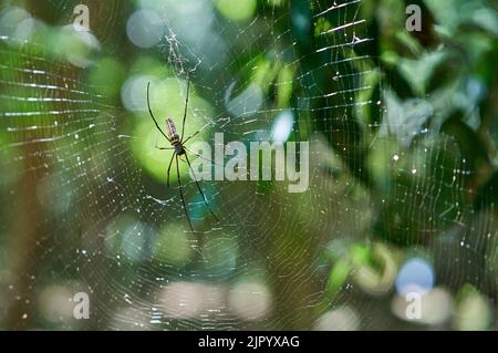 Un grande ragno in un ragnatela in una foresta verde, alla luce del sole della sera. Foto Stock