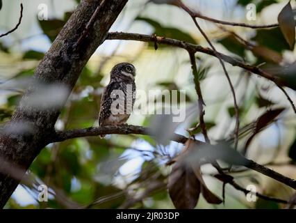 il gufo macchiato è una specie di gufo piccolo trovato comunemente in India. Questi uccelli si trovano in habitat aperti e foreste. Vivono anche in habitat umani Foto Stock