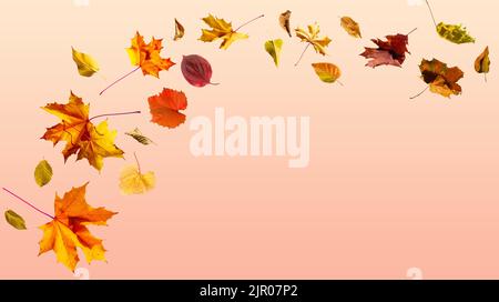 Composizione d'autunno. Cornice fatta di foglie di autunno, acorn, pigne su sfondo bianco. Appartamento laico, vista dall'alto, spazio di copia Foto Stock