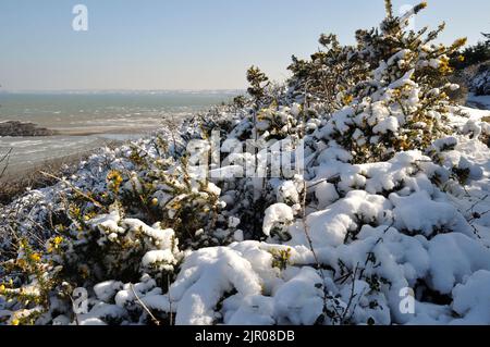 rami di gorse ricoperti di neve Foto Stock