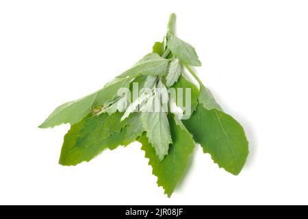 Atriplex hortensis, Chenopod su sfondo bianco Foto Stock