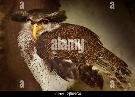 Barred Malay Eagle Owl, Bubo sumatranus Foto Stock