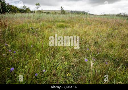 Canna comune tendente a formare colonie esclusive ma il diavolo 'scabious è evidente intorno ai relativi margini. Visto a metà agosto a Malham Tarn, North Yorks. Foto Stock