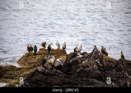 I cormorani siedono sulle rocce a Coverack, Cornovaglia, Regno Unito Foto Stock