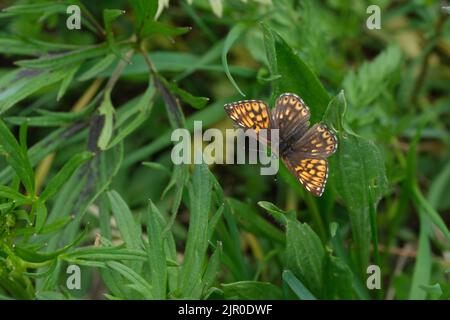 Bella farfalla marrone e arancione che riposa su una foglia, Duca di Borgogna in ambiente naturale Foto Stock