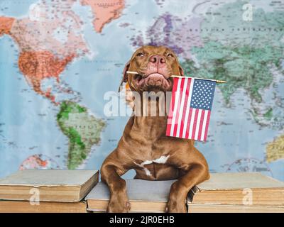 Amabile, grazioso cane e American Flag. Primo piano, all'interno Foto Stock