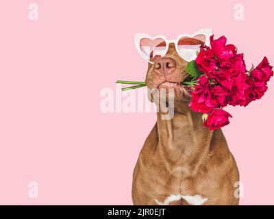 Adorabile, puppy bruno grazioso e fiori luminosi Foto Stock