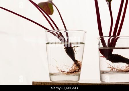 Pianta di radicamento fatta in casa, propagazione di acqua in vetro Foto Stock