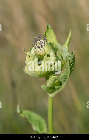 Fioritura di cardo di cavolo (Cirsium oleraceum). Foto Stock