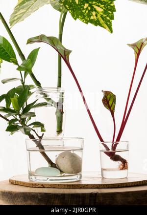 Pianta di radicamento fatta in casa, propagazione di acqua in vetro Foto Stock