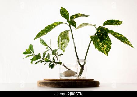 Pianta di radicamento fatta in casa, propagazione di acqua in vetro Foto Stock