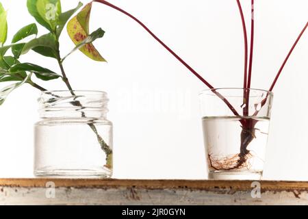 Pianta di radicamento fatta in casa, propagazione di acqua in vetro Foto Stock