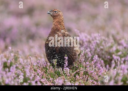 Primo piano di un maschio Red Grouse con sopracciglia rossa a fine estate quando l'erica è in piena fioritura. Rivolto in avanti. Nome scientifico: Lagopus Lagopus. Foto Stock