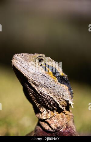 Un primo piano verticale di una lucertola di drago d'acqua australiana alla luce del sole Foto Stock