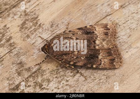 Dettaglio del primo piano sulla grande pupaia verde piramidale marrone scuro, anpipria piramidea Foto Stock