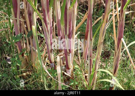 Piante di canna da zucchero presso le fattorie della riva occidentale del fiume Nilo a Luxor, Egitto Foto Stock