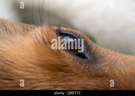 Occhio closeup di cane sheltie marrone Foto Stock