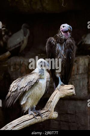 Una foto verticale di avvoltoi a faccia di lapino e a fondo bianco in piedi su un ramo in uno zoo Foto Stock