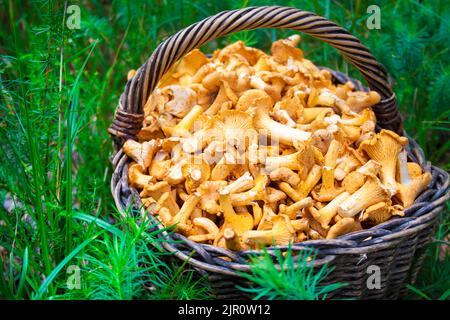 Cesto di vimini con chanterelle di funghi selvatici su sfondo verde erba Foto Stock