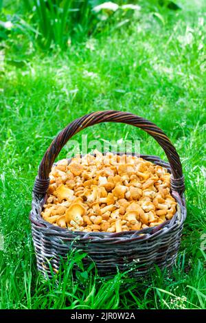 Cesto di vimini con chanterelle di funghi selvatici su sfondo verde erba Foto Stock