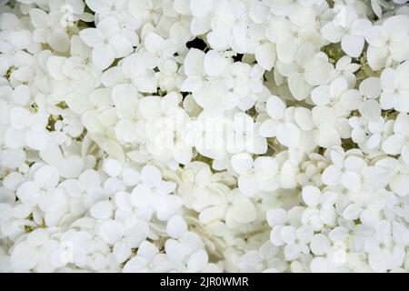 Annabelle Hydrangea arborescens bianco fiorente (comunemente noto come hydrangea liscia, hydrangea selvaggia, o sette corteccia). Primo piano Foto Stock