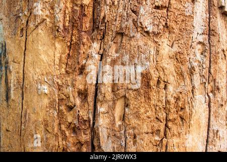 Primo piano di vecchio tronco di albero senza corteccia con segni di coltelli gettanti Foto Stock