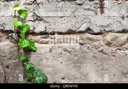 Primo piano di edera verde fresco che cresce attraverso un vecchio muro di cemento testurizzato. Spazio di copia Foto Stock