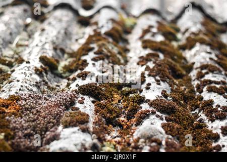 Primo piano di vecchio tetto in ardesia coperto di muschio secco e lichene. Sfondo naturale, vista prospettica, profondità ridotta Foto Stock