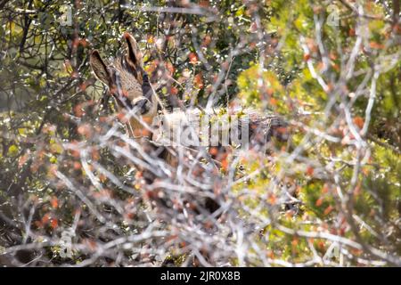 Un primo piano di un camoscio alpino dietro rami cespuglio in una foresta Foto Stock