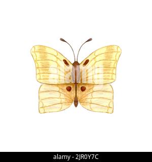 Farfalla. Farfalla acquerello gialla isolata su sfondo bianco. Foto Stock