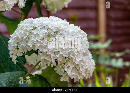 Hydrangea arborescens Annabelle, un grande arbusto nordamericano, che produce teste sferiche molto grandi di fiori bianchi sterili in estate Foto Stock