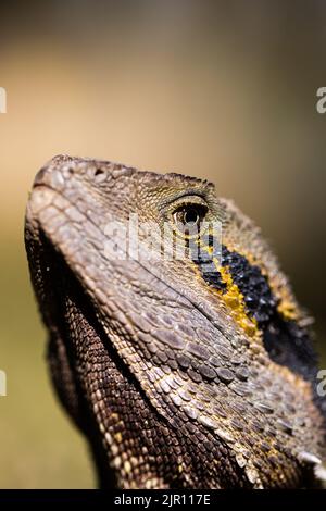 Un primo piano e verticale della lucertola australiana del drago d'acqua Foto Stock