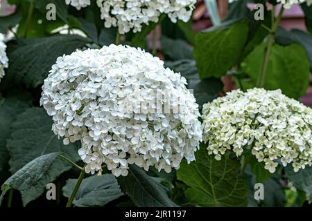 Hydrangea arborescens Annabelle, un grande arbusto nordamericano, che produce teste sferiche molto grandi di fiori bianchi sterili in estate Foto Stock