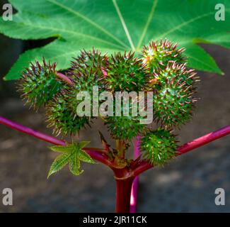 Pianta di fagioli di castoro (Ricinus communis). Giardino Botanico, Friburgo, Germania, Europa Foto Stock