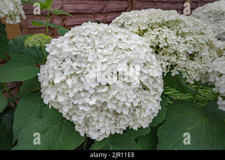 Hydrangea arborescens Annabelle, un grande arbusto nordamericano, che produce teste sferiche molto grandi di fiori bianchi sterili in estate Foto Stock