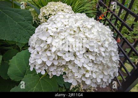 Hydrangea arborescens Annabelle, un grande arbusto nordamericano, che produce teste sferiche molto grandi di fiori bianchi sterili in estate Foto Stock