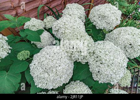 Hydrangea arborescens Annabelle, un grande arbusto nordamericano, che produce teste sferiche molto grandi di fiori bianchi sterili in estate Foto Stock