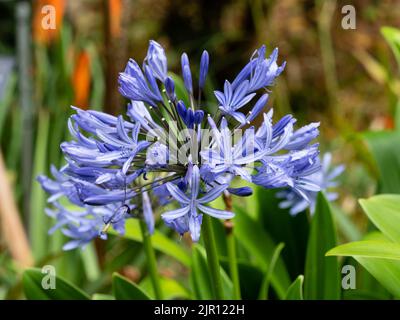 Testa di fiori di tromba blu del giglio africano palpitato erbaceo perenne, Agapanthus caulescens Foto Stock