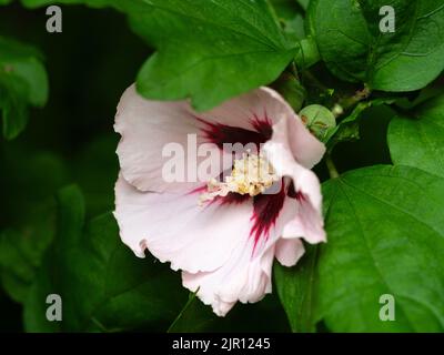 Rosso centrata rosa pallido fine estate fiore del duro ibisco arbusto, Hibiscus siriacus 'Hamabo' Foto Stock