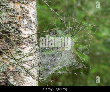 Ragnatela nell'albero Foto Stock