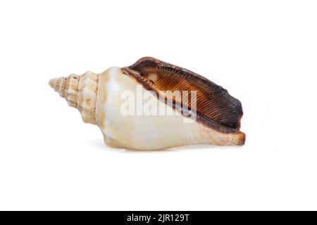 Immagine di gusci di mare strombus urceus, canario urceus su sfondo bianco. Conchiglie marine. Animali sottomarini. Foto Stock